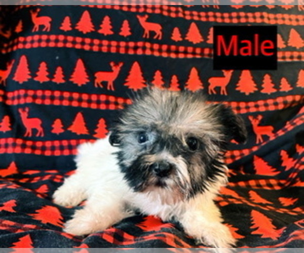 Medium Photo #1 Havanese Puppy For Sale in AMSTERDAM, MO, USA