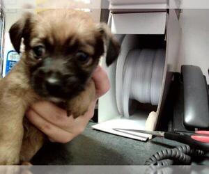 Medium Mutt