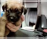 Small Mutt