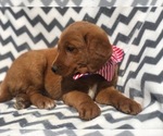 Small Photo #2 Miniature Labradoodle Puppy For Sale in EAST EARL, PA, USA