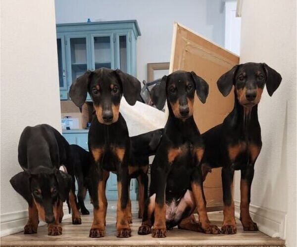 Medium Photo #1 Doberman Pinscher Puppy For Sale in CHINO, CA, USA