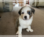 Small Photo #2 Miniature Australian Shepherd Puppy For Sale in HARTFORD, KY, USA