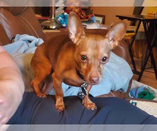 Medium Photo #3 Chiweenie Puppy For Sale in Fruitland, SC, USA