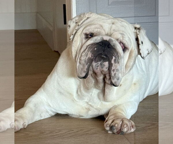 Medium Photo #2 Bulldog Puppy For Sale in San Jose, CA, USA