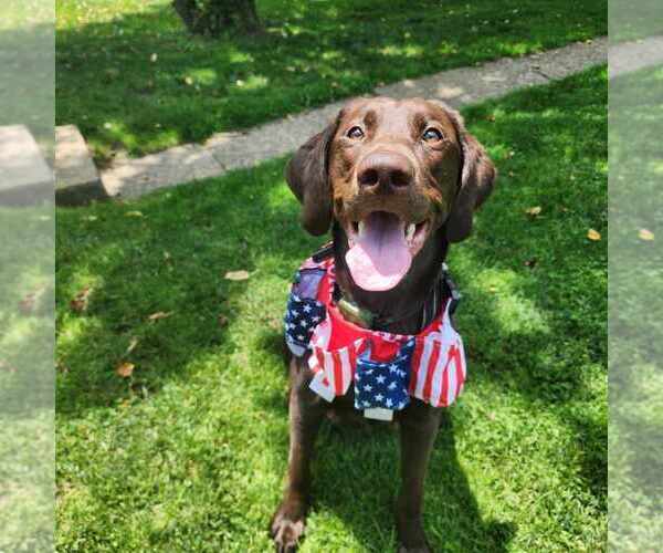 Medium Photo #1 Labrador Retriever Puppy For Sale in CHICORA, PA, USA