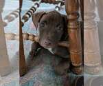 Small #1 American Staffordshire Terrier Mix