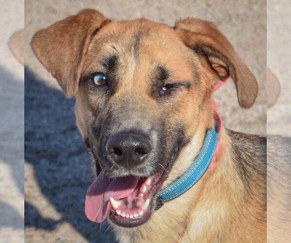 Medium Photo #1 Shepradors Puppy For Sale in Huntley, IL, USA