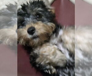 Mutt Dogs for adoption in Spring, TX, USA