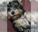 Small Mutt