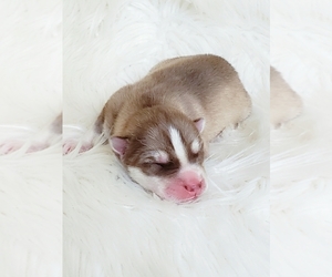 Siberian Husky Puppy for sale in KANSAS CITY, MO, USA