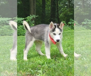 Siberian Husky Puppy for sale in NEW CASTLE, DE, USA