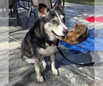 Small #5 Siberian Husky Mix