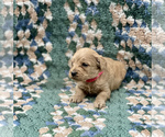 Small Photo #5 Australian Labradoodle Puppy For Sale in MACON, IL, USA