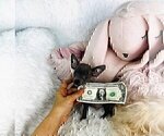 Small Photo #7 Chihuahua Puppy For Sale in MIAMI, FL, USA
