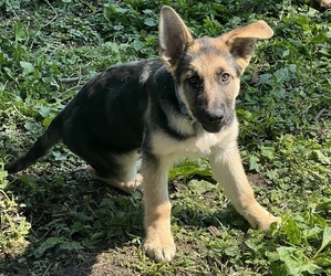 German Shepherd Dog Puppy for sale in SPEEDWAY, IN, USA