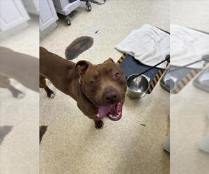 Mutt Dogs for adoption in Woodland, CA, USA