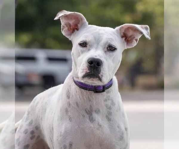 Medium Photo #12 Boxer-Unknown Mix Puppy For Sale in San Diego, CA, USA