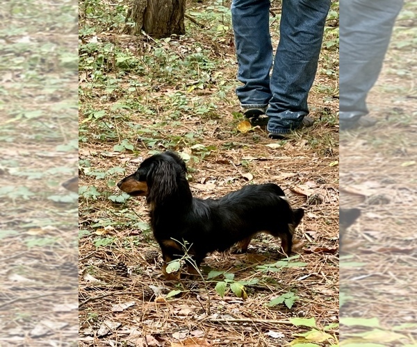 Medium Photo #1 Dachshund Puppy For Sale in NILES, MI, USA