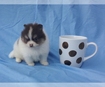 Small Photo #22 Pomeranian Puppy For Sale in WEST PALM BEACH, FL, USA