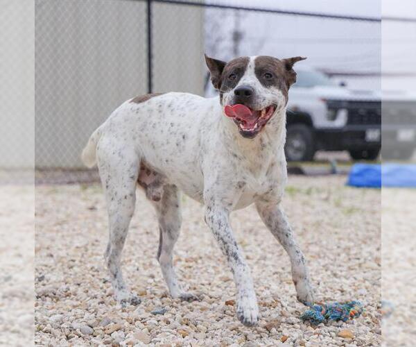 Medium Photo #2 Mutt Puppy For Sale in Waco, TX, USA
