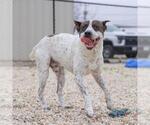 Small #1 Mutt