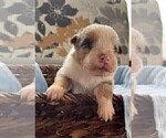 Small Photo #5 Australian Shepherd Puppy For Sale in LEBANON, IN, USA