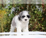 Small #2 ShihPoo