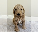 Small #3 Goldendoodle