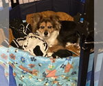 Small #4 Mutt
