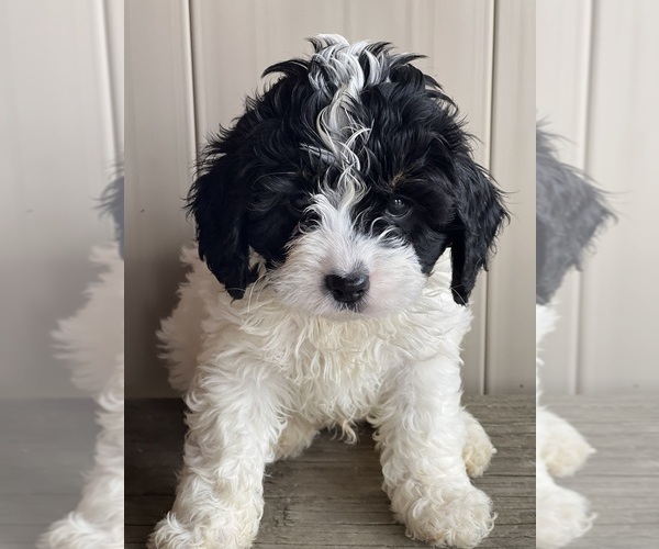 Medium Photo #2 Cavapoo (Miniature) Puppy For Sale in DUNDEE, OH, USA