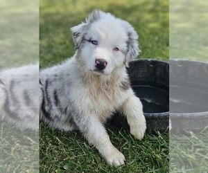 Australian Shepherd Puppy for Sale in WESTPORT, Indiana USA