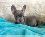 Small #6 French Bulldog