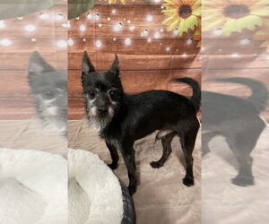 Mutt Dogs for adoption in oakland, FL, USA