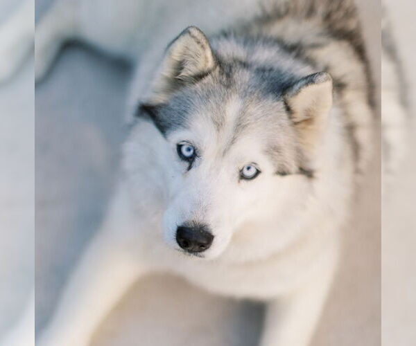 Medium Photo #2 Siberian Husky Puppy For Sale in Omaha, NE, USA