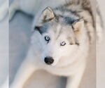 Small #1 Siberian Husky