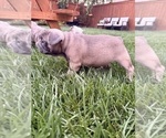 Small #5 French Bulldog