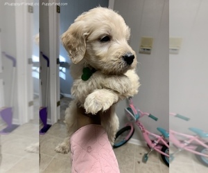 Goldendoodle Puppy for sale in SUMTER, SC, USA