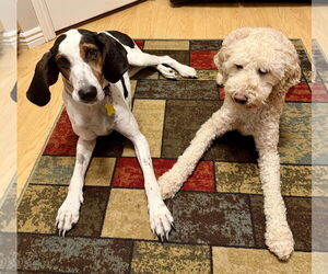Suzie Q - Female Treeing Walker Coonhound Dog for Adoption - Photo #6