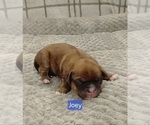 Small Photo #44 Puggle-Shih Tzu Mix Puppy For Sale in NEW YORK MILLS, MN, USA