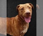 Small #2 Labrador Retriever Mix