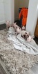 Small Photo #137 Bull Terrier Puppy For Sale in JACKSON, MI, USA