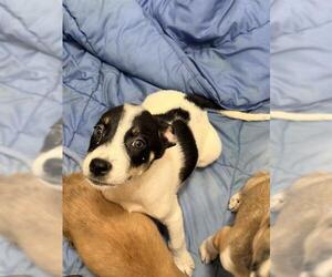Siberian Husky-Unknown Mix Dogs for adoption in San Antonio, TX, USA
