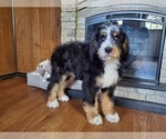 Small #4 Bernedoodle