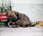 Small Photo #13 Shiranian Puppy For Sale in SHILOH, OH, USA