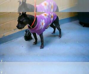 Mutt Dogs for adoption in Tulsa, OK, USA