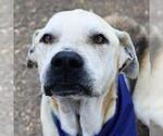 Small German Shepherd Dog-Mastiff Mix