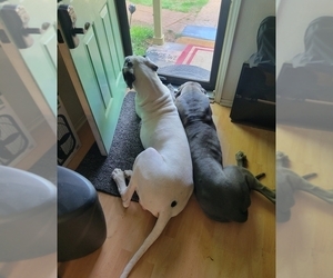 Mother of the Great Dane puppies born on 10/01/2025