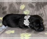 Small Photo #5 Labrador Retriever Puppy For Sale in OLIVE HILL, KY, USA