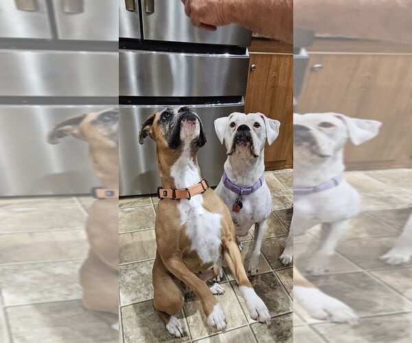 Medium Photo #9 Boxer Puppy For Sale in Austin, TX, USA