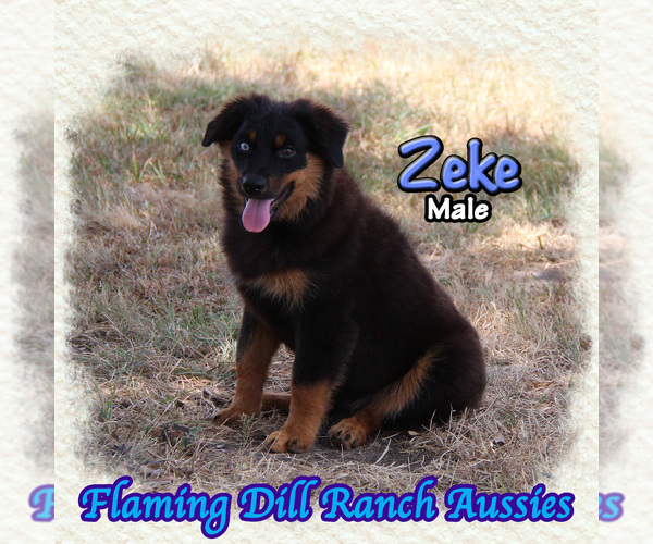 Medium Photo #1 Miniature Australian Shepherd Puppy For Sale in FORESTBURG, TX, USA